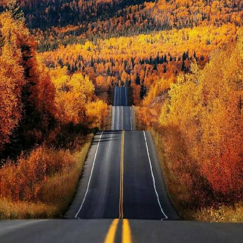 بذار برسه به گوش اون بالا ما میکنیم تغذیه از شکم شغالا